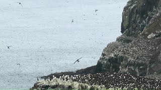 Astounding abundance of Common Guillemots on Rathlin Island (and this is only part of the colony!)