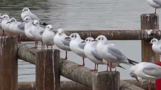 Seagull_Dance