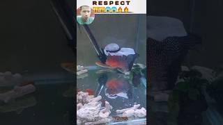 RESPECT AMAZING FISH 🐟🐟😲😲😱🔥 #shorts #short #youtubeshorts