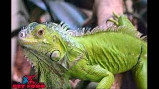 A Look At Fundamental Elements For Iguana