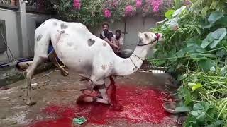 Beautiful Camel qurbani full video by Anari qasaii