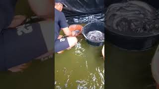 Panen Ikan Lele #videoshorts