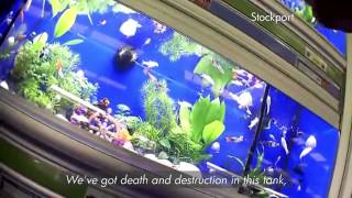 BBC Watchdog - Pets At Home - Dead fish, Guinea pigs with Ringworm, ill Rabbits