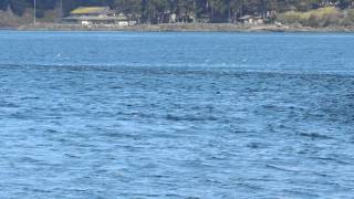 Tyee Spit - Luncheon being served on the tide line