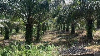 PANEN SAWIT POKOK TINGGI!!!   SERAWAK MALAYSIA...!!!!@ kebun pribadi...GENG BATUR2.