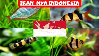 IKAN NYA INDONESIA ( Ikan hias asli Indonesia )