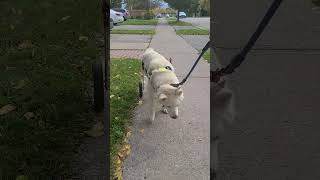 Taking Brownie the Husky Out for a Walk in a Wheelchair #firstwalk #dogwheelchair #toronto #canada