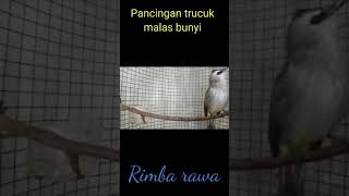 suara trucuk betina memanggil jantan/yellow vanted bulbul sound