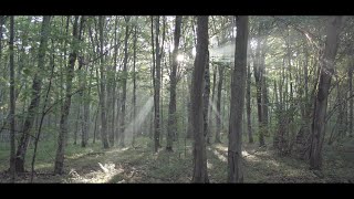 Opowieści z Puszczy Białowieskiej  / Tales from the Białowieża Forest