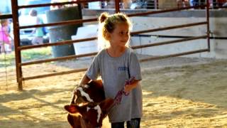 2013 Webster County Fair Bucket Calf Show