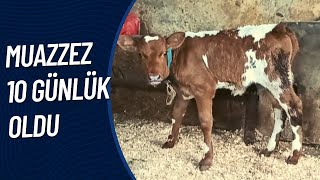 MUAZZEZ 10 GÜNLÜK OLDU