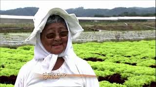 Globo Rural   Agricultor faz homenagem aos 40 anos do Globo Rural em uma produção de alfaces de SP A