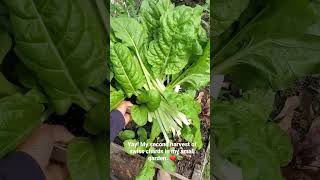 My second harvest of swiss chard in my small garden