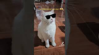 lucu Auto jpget keren kc matanya #catvideos #kerren