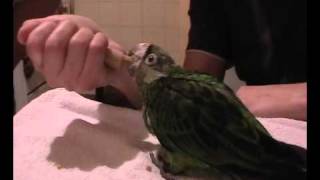 Jardine's parrot - feeding