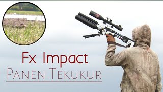 Berburu Tekukur menggunakan Fx Impact