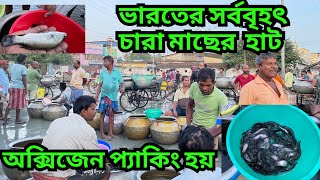 ভারতের সবচেয়ে বড় চারামাছের বাজার | পোনা মাছের বাজার |seeds fish market|| রাজেন্দ্রাপুর মাছ বাজার