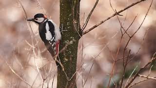 The Unbelievable World of Bird Photography