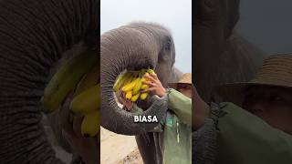 Gajah pemakan pisang terbesar #shortvideo #shorts #videoviral