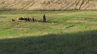 FCI HERDING DOG EUROPEAN CHAMPIONSHIP TS