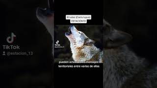 Lobo (Canis Lupus) #shorts #short #lobo #wolf #wolves #animales #curiosidades #viral #documentales