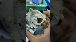 Bone Identification practical #zoology Ug 4th sem