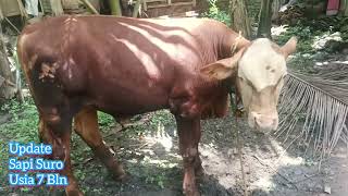 Update Sapi Suro Usia 7 Bulan