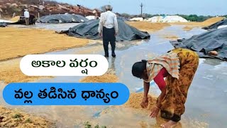 అకాల వర్షం వల్ల తడిసిన ధాన్యం | భారీ వర్షంతో తడిసిన వరి ధాన్యం..రైతన్న కంట కన్నీరు