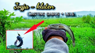 casting gabus di rawa Jombor dan sekitarnya Klaten malah dapat ikan ini??