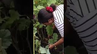 Bangga!! KebunKu dikunjungi Ibu Bupati!! #gardening #viralvideo #kebun #bupati #bupatimerauke