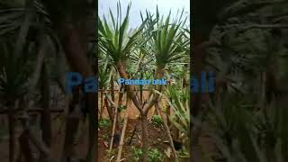 Pohon Pandan Bali bercabang ready  siap kirim jabodetabek