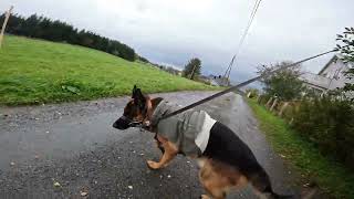 German shepherd on walk. Eros på tur. 30.09.2024. still you tubes most boring video part 2