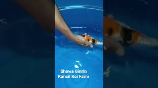 Showa ginrin KANCIL KOI FARM