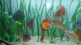 Exotic discus in planted setup  with satanoperca  daemon,  wine