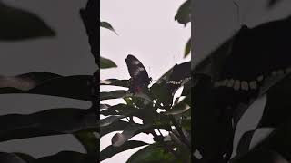 Male and Female Butterflies Dancing in Flight | Common mormon #butterfly  #nature