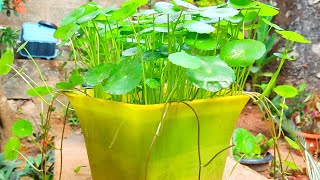 #Penny wort plants/Hydrocotyle/#shorts/#decoration