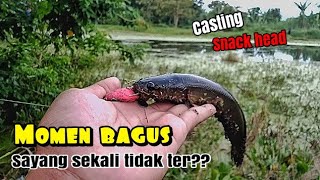 casting ikan gabus/chana striata