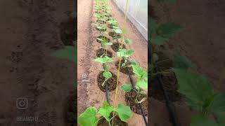 #youtube #shortvideo #viral #greenhouse #youtubeshorts #imrankhan #shorts @babalmadinagreenhouses🥒