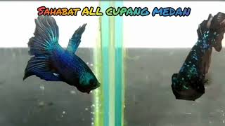 Ikan Cupang Avatar/Besgel