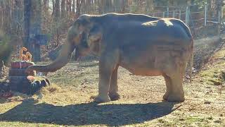 The Elephant Sanctuary | Celebrating Billie's 60th Birthday