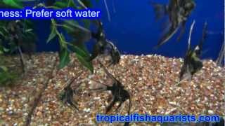 Tropical Fish - Marble Angelfish - Pterophyllum scalare