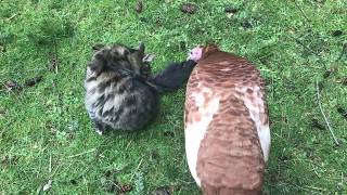 Turkey v. Kitty