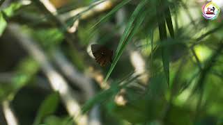 Handheld Long Shot of Butterfly On Leaf