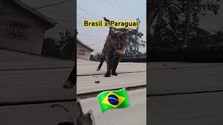 #gatos#viralvideo #gatosfofo#cat #gatosfofinhos #brasil #seleçãobrasileira #cbf #futebol#brasileirao