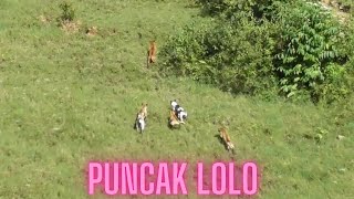 MOMENT BURUAN PUNCAK LOLO || WILD BOAR HUNTING