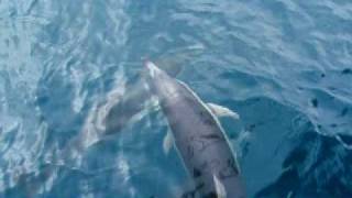 Bottlenose Dolphins