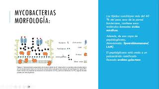 Antimicobacterianos