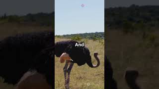 Mind Blowing Facts About Ostriches!