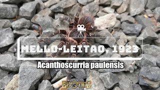 Kilalanin natin ang Brazilian Giant Black Tarantula (Acanthoscurria paulensis)