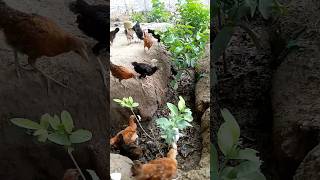 Desi poultry Farming# ch Azam# short# short feed ads